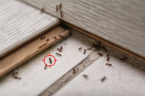 Trusted Sicklerville, NJ Pest Control Experts